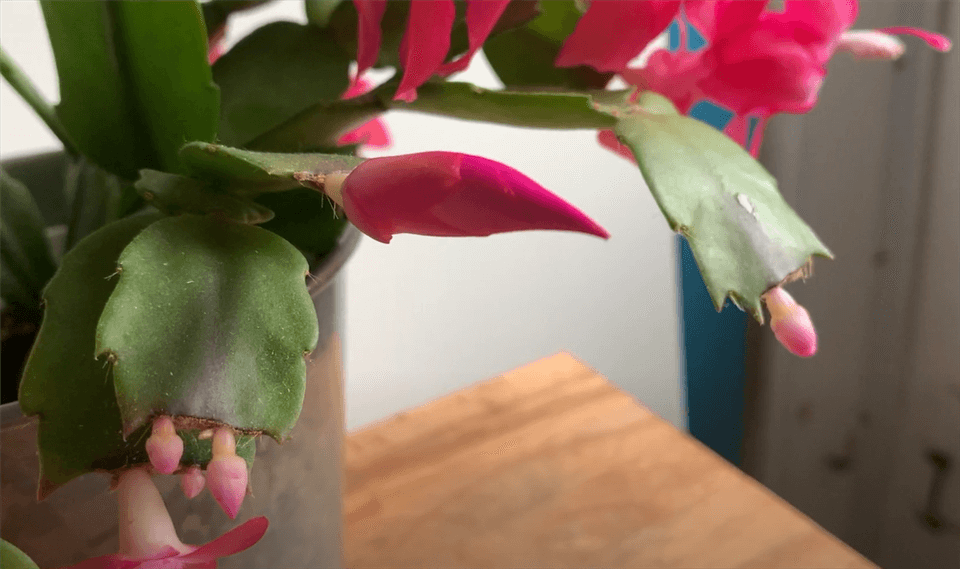 Christmas Cactus Not Flowering