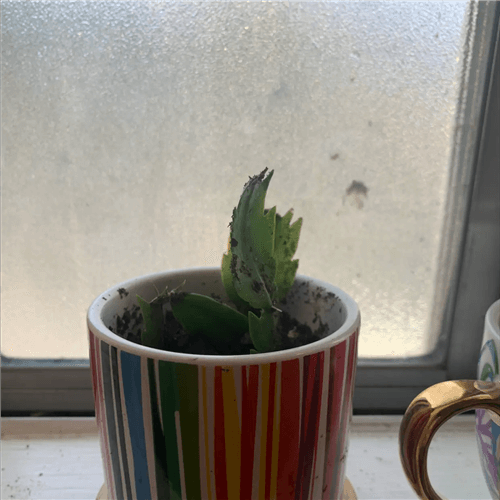 Christmas Cactus Not Growing New Leaves