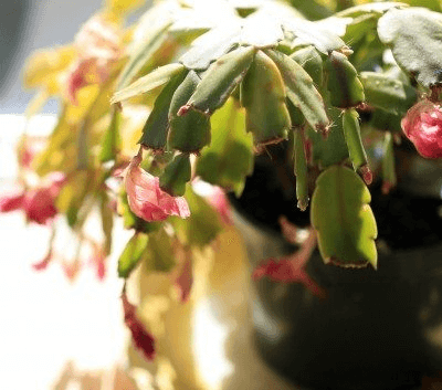 Wilting Christmas Cactus