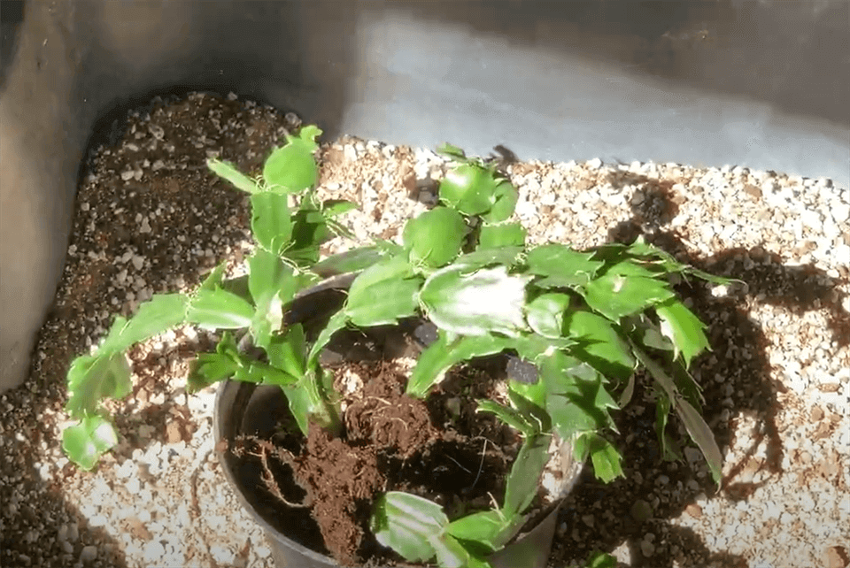 Fertilize Christmas Cactus Properly