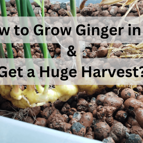 How to Grow Ginger in UK and Get a Huge Harvest?