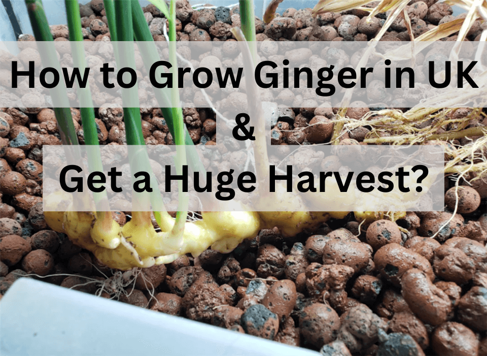 How to Grow Ginger in UK and Get a Huge Harvest?