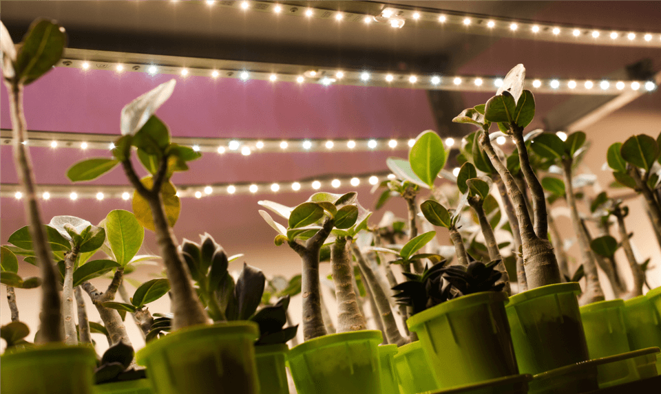 Grow Lights for Christmas Cactus