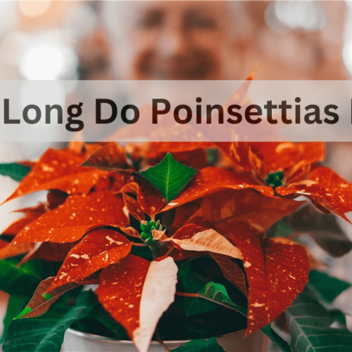 How Long Do Poinsettias Live?