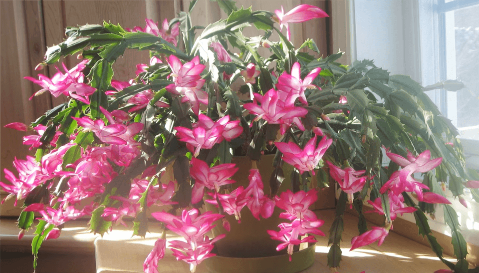 How to Revive a Christmas Cactus Plant?