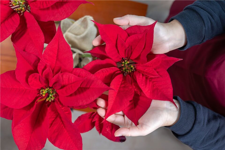 How to Keep Poinsettias Alive?