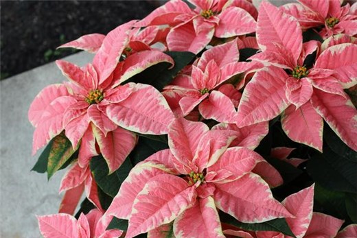 Marble Poinsettia