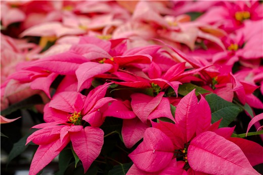 Pink Poinsettia