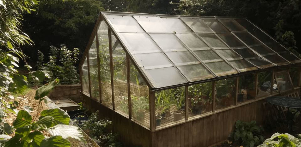 Place Ginger in a Greenhouse