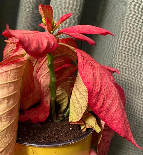 Poinsettias Wilting