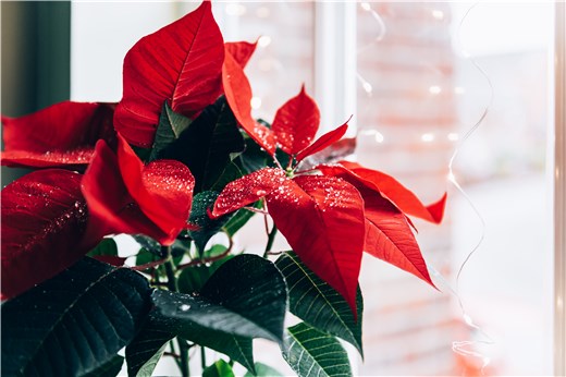 Red Christmas Poinsettia