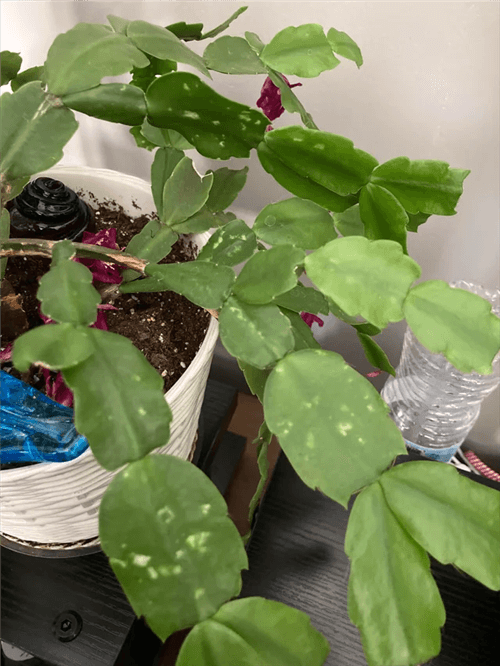 Spots on Christmas Cactus leaves