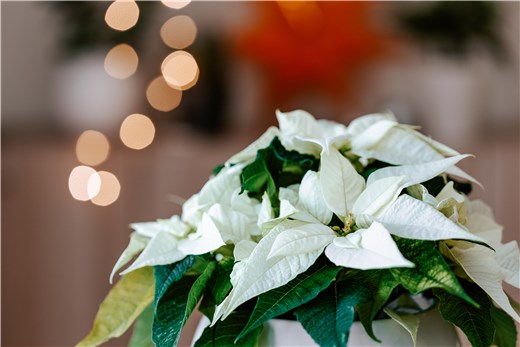 White Poinsettia