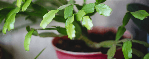 Why Are the Leaves on My Christmas Cactus Limp?