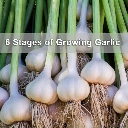 6-Stages-of-Growing-Garlic