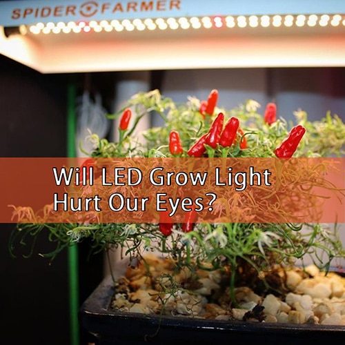 Blog-Will-led-grow-light-hurt-our-eyes