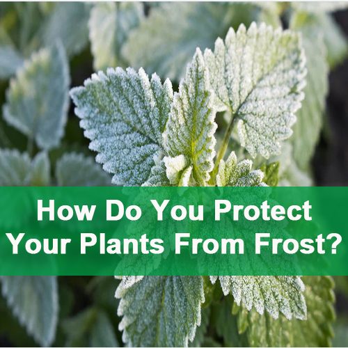 How Do You Protect Your Plants From Frost?