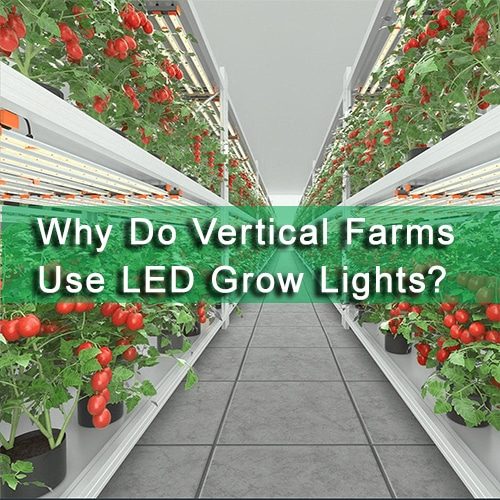 Why Do Vertical Farms Use LED Grow Lights?